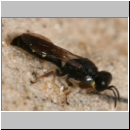 Crabro scutellatus - Grabwespe m08 8-9mm.jpg